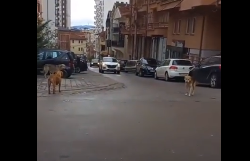 Prishtinasja nuk arrin të shkojë në punë shkaku i qenve endacak: Ju lutem më ndihmoni