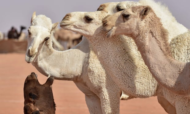 Miss Devja: Arabia Saudite përjashton 40 deve nga konkursi pasi përdorën botoks në hundë dhe buzë