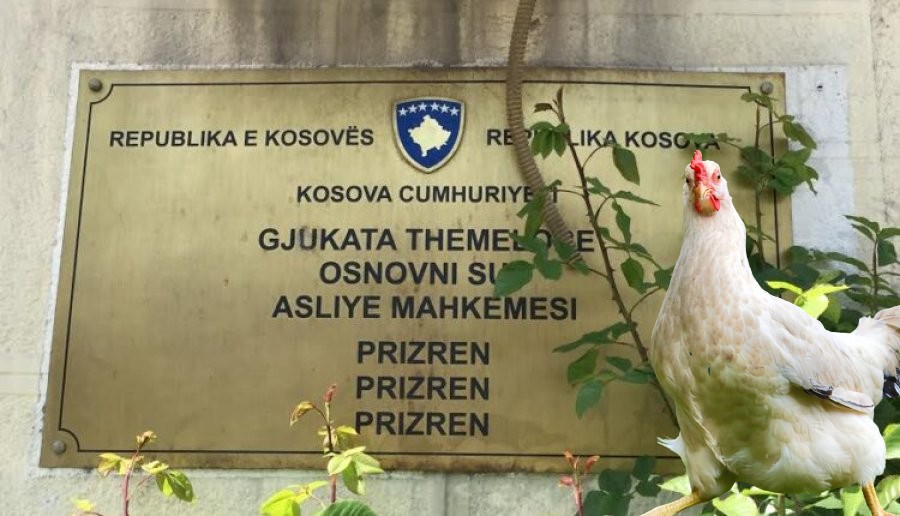 Vjedhja e pulës në Prizren: Si ndodhi dhe çka bënë hajdutët me pulën që iu kushtoi 750 euro?