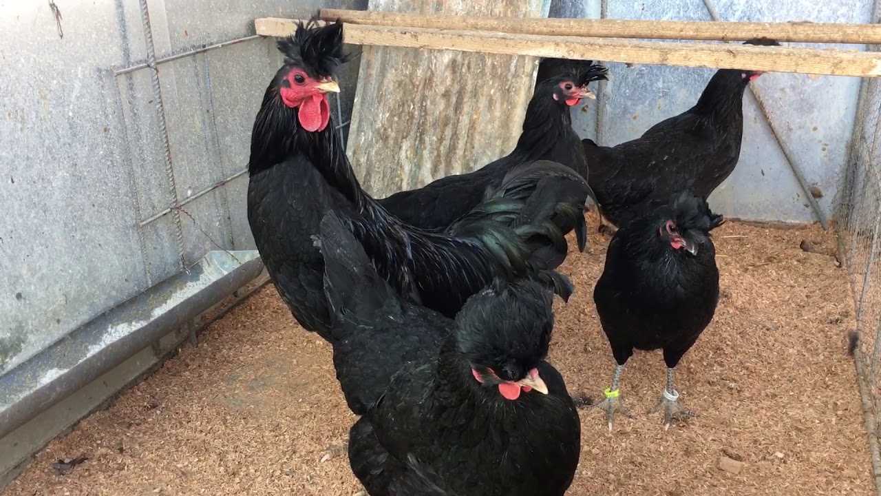 Era shtet: Gjilanasit marrin 3 muaj burg pasi i blenë 4 pula e një ‘knus’ të vjedhur