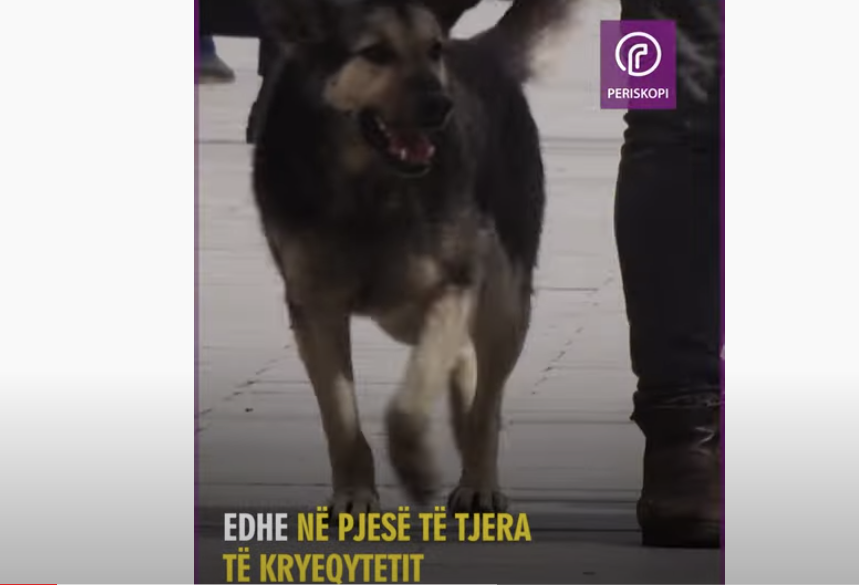 Qytetarët e kthejnë në humor: Rrëfejnë tmerrin që po përjetojnë nga qentë endacak në Prishtinë