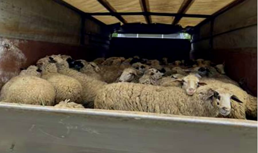 Policia parandalon kontrabandimin e 100 krerë deleve
