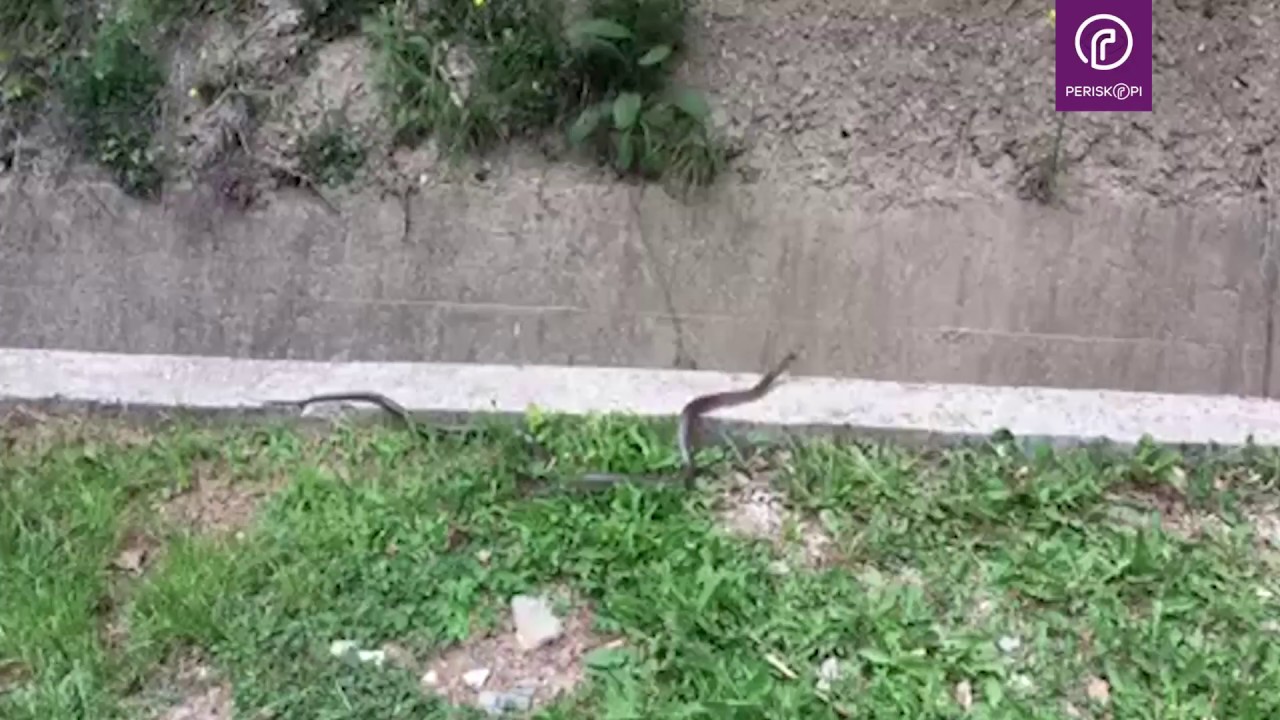 Gjarpëri më helmues i Evropës në Parkun e Gërmisë, AMMK del me njoftim