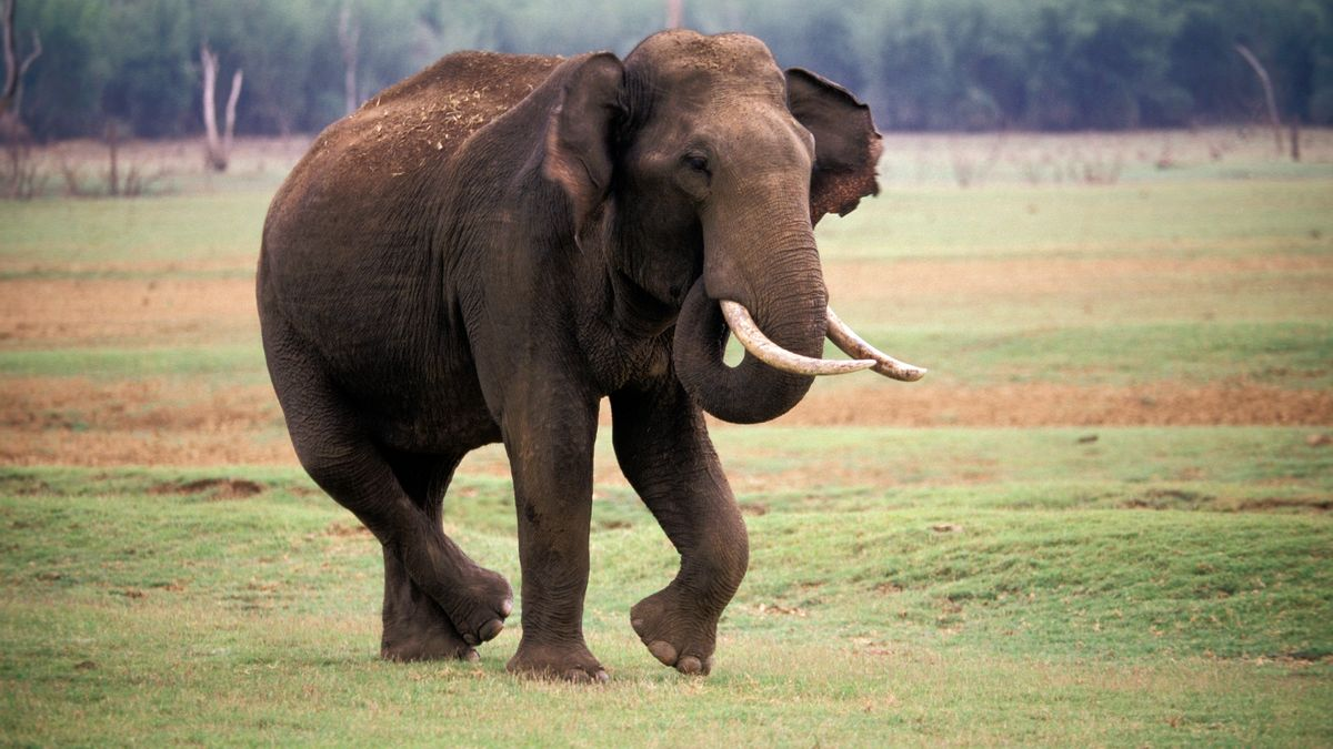 Elefanti vret gruan në Indi dhe kthehet në funeral për ta shkelur
