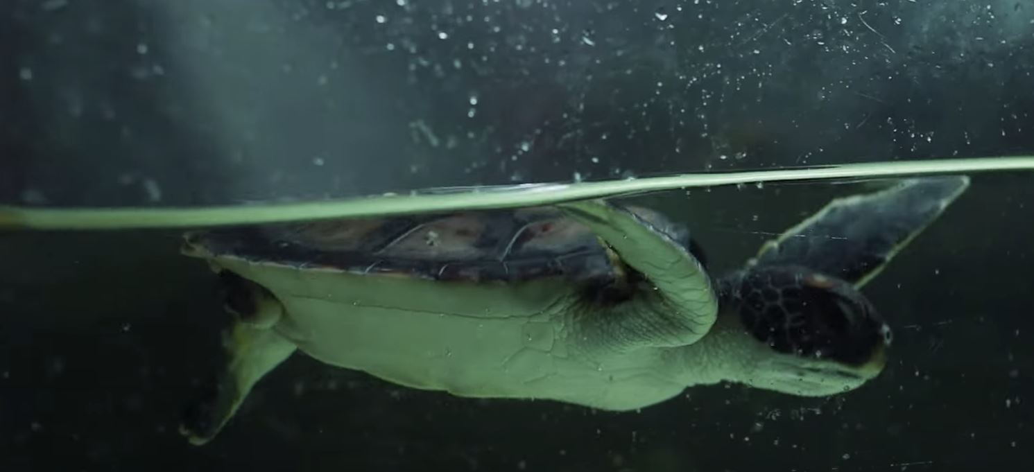 Pasi u shpëtua në oqean, breshka jashtëqit vetëm plastikë për 6 ditë rresht