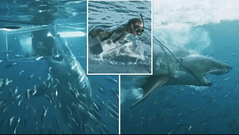 Video e frikshme – Momenti kur një peshkaqen depërton në ‘kutinë mbrojtëse’ të një zhytësi