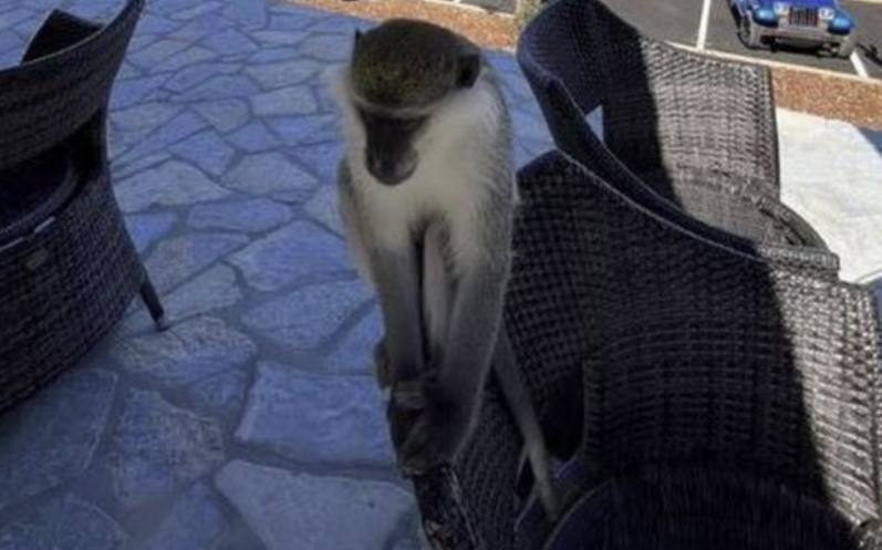 Majmuni në Sarandë rrahu me shpulla policët: Pronari kërkon që ta lënë të qetë
