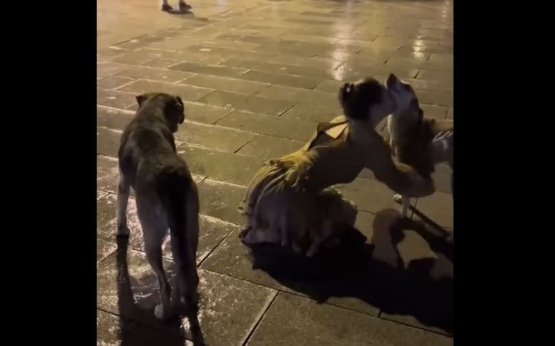 Shtetasja amerikane luan me qentë endacak në Prishtinë, por nuk duhet ta humbisni reagimin e prishtinasit