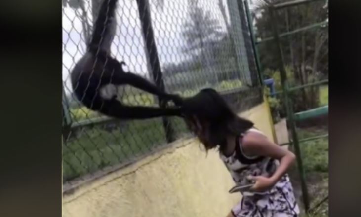 Bëhen ‘nervoz’ majmunët, momenti kur e kapin për flokësh një vajzë në kopsht zologjik
