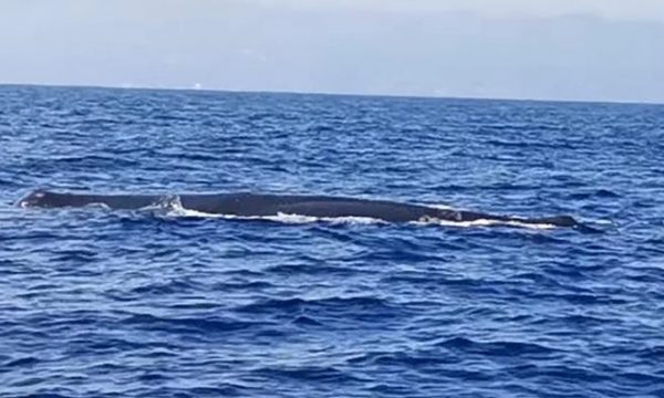 Kapet duke notuar balena mbi 12 metra e gjatë në rajon, kapiteni i varkave e ndjek me kamerë