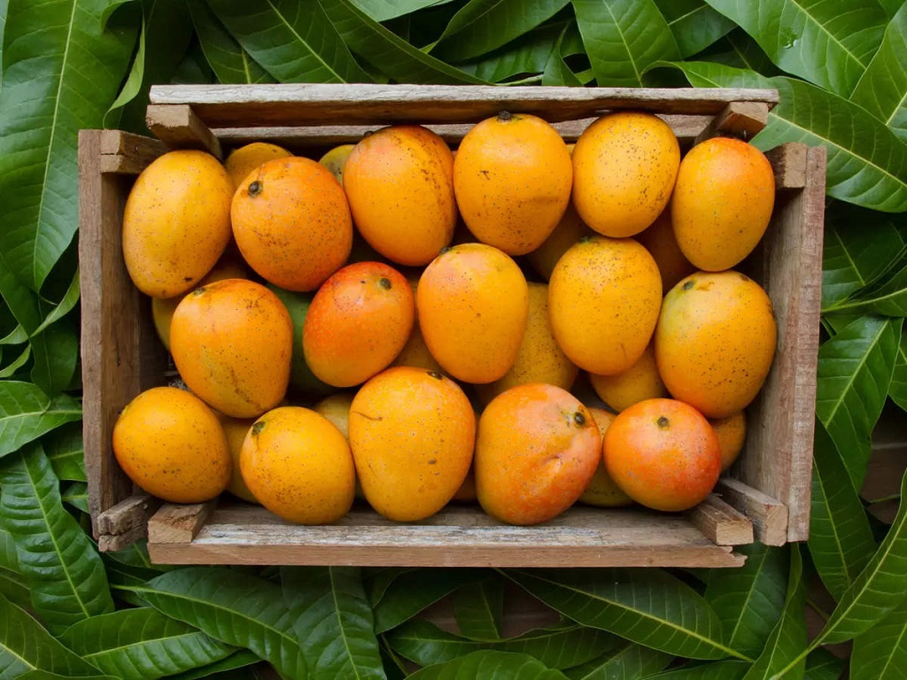 Njihet si “mbreti i frutave”, të gjitha arsyet pse duhet të konsumoni një mango në ditë
