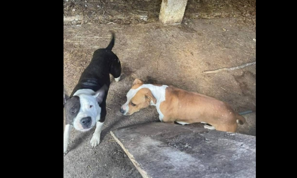 Dy pitbulla terrorizojnë një fshat të Suharekës, kanë mbytur disa qen të tjerë, askush s’e di kush i ka lëshuar