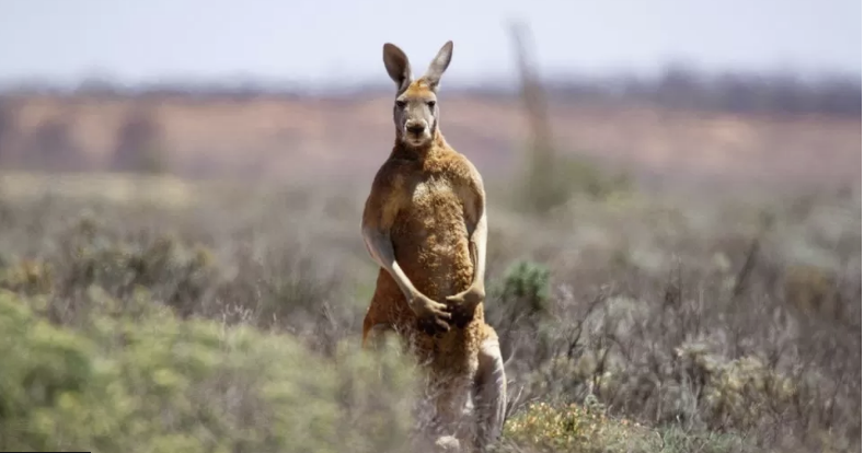 Kanguri vret pronarin e tij në Australi