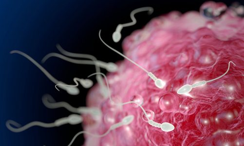 Disa mite për spermën, të cilat thjesht nuk duhet t’i besosh më