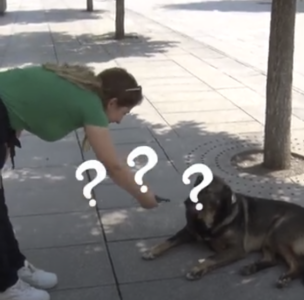 Gazetarja pyet qenin: A t’dalin 50€ në muaj? Qytetarët komentojnë vendimin e komunës së Prishtinës