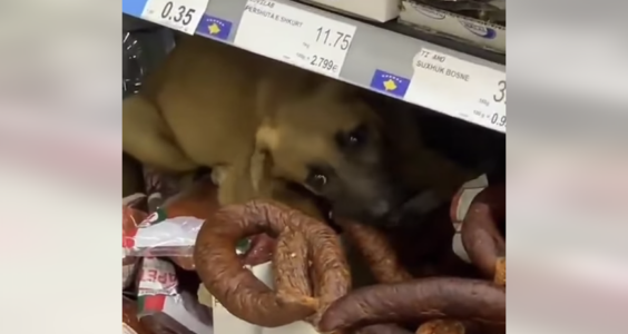 E pazakontë! Qeni futet për të ngrënë suxhuk brenda një marketi në Ferizaj