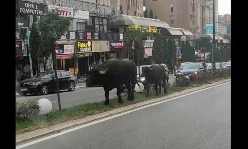 Kishku dhe buallica në qendër të Prishtinës: Pamje prekëse për gjeneratat e viteve 90’të 😛 