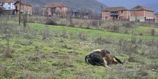 Kabllot e rrymës nëpër tokë, lopa ngordh pasi bie në kontakt