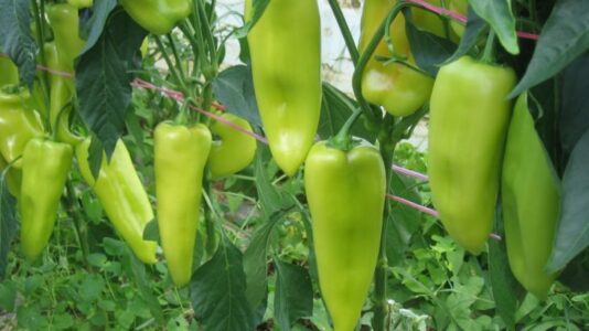 Sllovenia tërheq urgjentisht nga tregu specat e importuar nga Shqiperia, shkak niveli i lartë i pesticideve