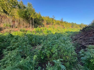 Detaje të reja nga konfiskimi i mbi 500 kg mariuhanë, ja në cilin fshat zbarkoi dje antidroga