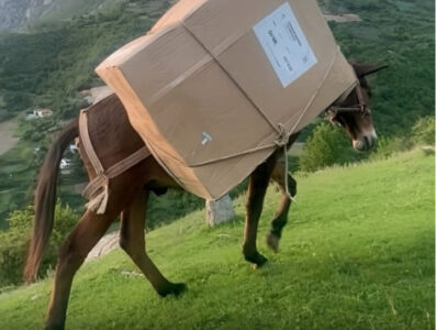 Kutitë e votimit barten me mushka në Shqipëri