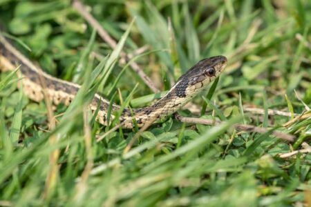 IKSHPK bën thirrje për kujdes nga gjarpërinjtë