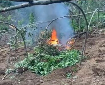 Asgjësohen 3 mijë rrënjë kanabis në Shkodër