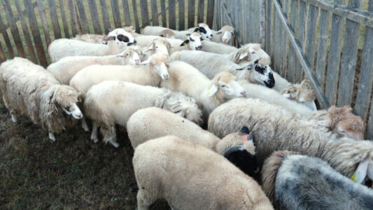 Kthehen në Shqipëri mbi 500 kafshë që u futën ilegalisht në Kosovë