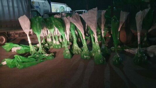 Policia parandalon kontrabandë në veri, sekuestrohen 220 drunj dekorativ