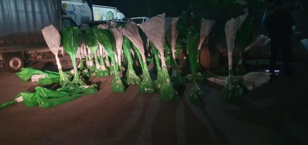 Kontrabandë me drunj dekorativë, policia konfiskon mallra në vlerë prej 7 mijë eurosh