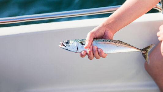 Plot me proteina, vitamina dhe minerale – ja pse skumbri është peshku më i shëndetshëm në botë