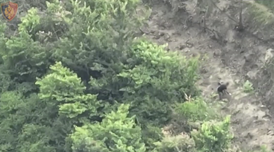Mbollën mbi një mijë rrënjë kanabis, u gjenden edhe 20 mijë euro, arrestohen 2 persona