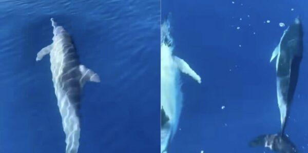 Rama publikon pamjet: Spektakël delfinësh në bregdetin magjepsës të Himarës