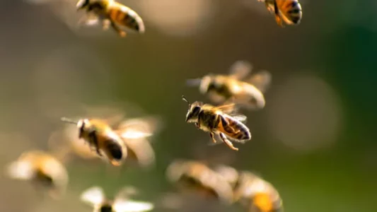 Sulm i rrallë bletësh në Francë: 24 të plagosur, tre prej tyre në gjendje kritike