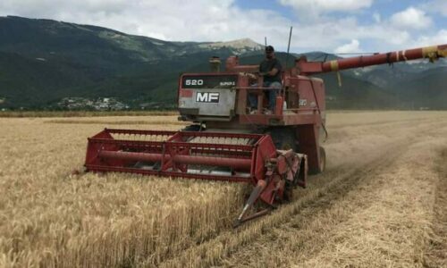 Të burgosurit në Qendrën Korrektuese të Dubravës përmbyllin me sukses korrjen e grurit