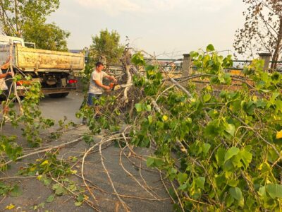 Era e fuqishme në Drenas rrëzon lisin – Komuna intervenon duke e larguar e pastruar vendin