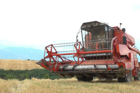 ​“Pa subvencione”, fermerët të pakënaqur me çmimin prej 0.17 centë për kg të grurit