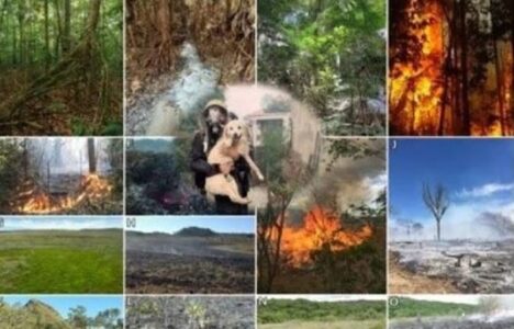 Gjilani me fushatë kundër zjarreve në natyrë