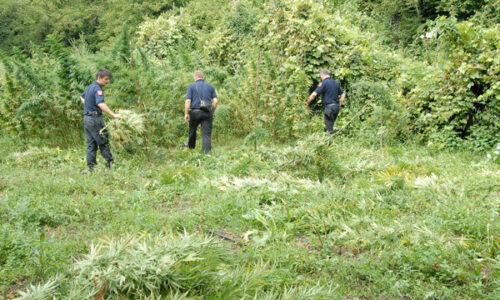 Kapen rreth 3 mijë bimë kanabis në Shkodër