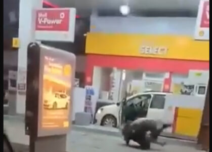 Shqelma, grushte e kapje për flokësh – përleshen disa vajza në një pompë derivatesh në rrugën për në Matiçan