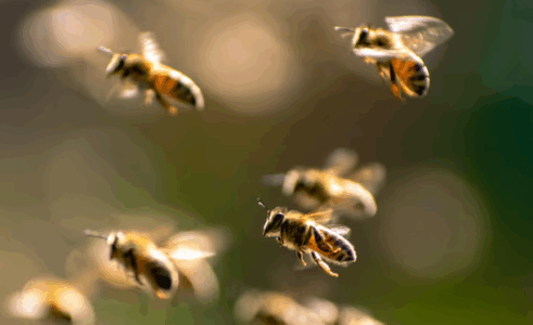 Sulm i pazakontë nga bletët në Francë, tre shtrihen në spital, 21 të lënduar
