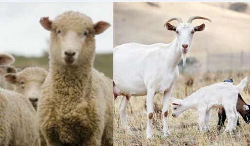 AUV me thirrje për fermerët, zbatoni masat e vendosura për parandalimin e murtajës