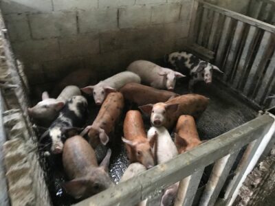 AUV: Ndalohet importi i derrave nga Kroacia, pas shpërthimit të sëmundjes së mortajës afrikane