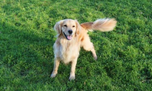 Cilat janë mënyrat sekrete se si qentë komunikojnë me pronarët e tyre?