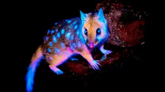 Krijesa e çuditshme që ‘shkëlqen në errësirë’, fotografohet në Australi për herë të parë