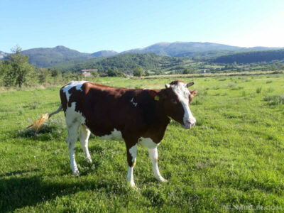 Prizren: Tri lopë ngordhën si dhe pati dëme materiale nga zjarret