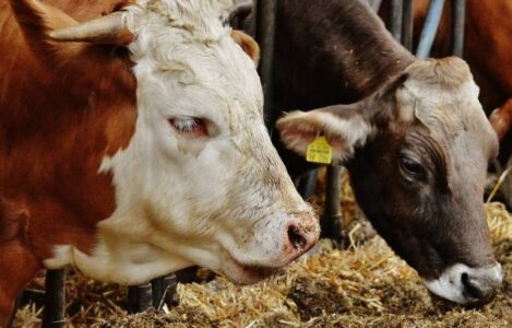 Alarm për sëmundje infektive te gjedhët në Lubishtë – Ministria e Bujqësisë jep detaje për masat