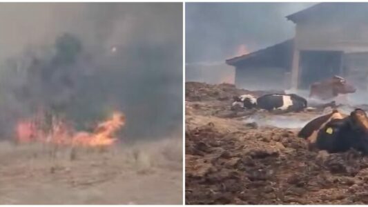 Zjarri bën kërdi në Lubizhdë, banorët përpiqen të shpëtojnë lopët nga stalla që po digjej