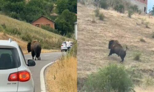 E pazakontë: Bizoni shfaqet rrugëve të një fshati të Prishtinës (Video)
