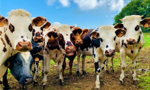 “Mendova se do të vdisja”, alpinisti sulmohet nga tufa e lopëve në Zvicër